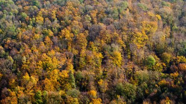 Renkli yaprak döken orman, dağ sonbahar yatay
