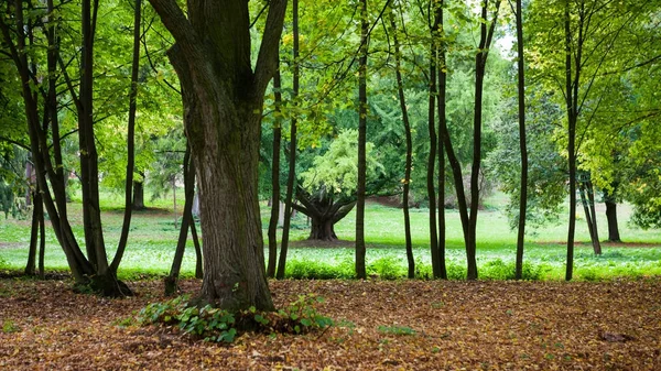 Jonge bomen in de lijn — Stockfoto