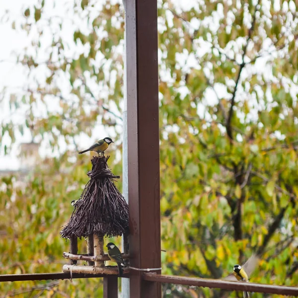 Rebanho de grandes aves tit sentado perto de alimentador de madeira — Fotografia de Stock