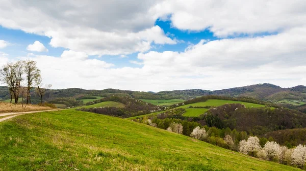Het berglandschap van de lente met kleurrijke forest — Stockfoto