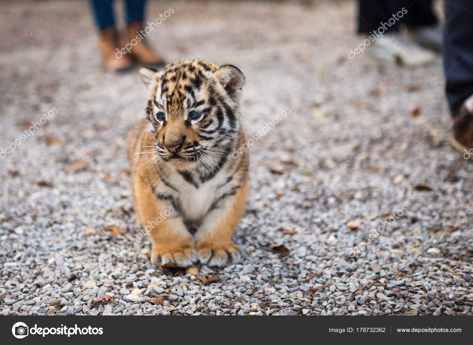 Lopen met een baby tijger ⬇ rechtenvrije foto © hraska #178732362
