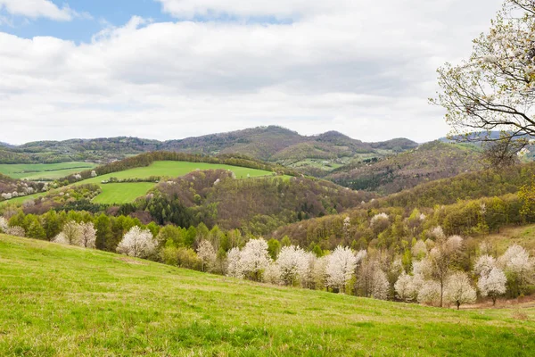 Landschap met bloeiende pruim bomen — Stockfoto