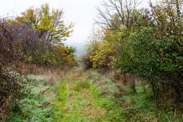 Eski büyümüş terk edilmiş kırsal yol — Stok fotoğraf