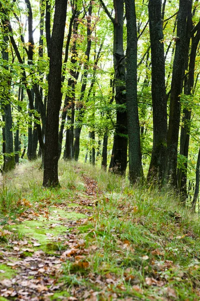 Путь, ведущий через лес — стоковое фото