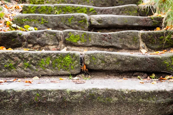 Staircase covered with moss and fallen leaves — Stock Photo, Image