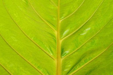 Sarı yaprak arka plan