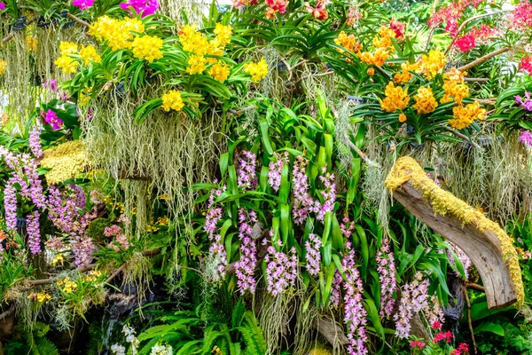 Mooie orchidee bloem en groene bladeren achtergrond in de garde — Stockfoto