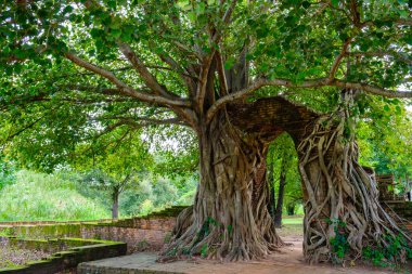 Kapı zaman. Bodhi ağacı'Arch. Wat Phra Ng, görünmeyen Tayland