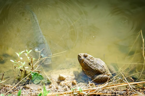 池でカエルや魚を座っています。 — ストック写真