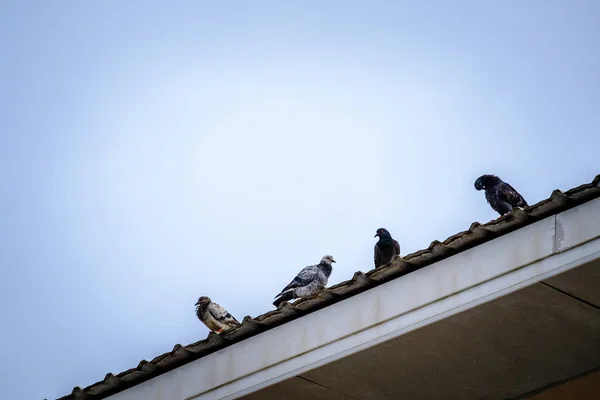 Hela kroppen av duvor fågel stående på taket himmel bakgrund — Stockfoto