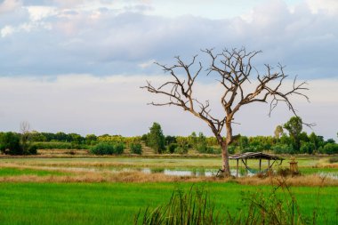 Ölü ağaç dalları ve hayır ile mera, yeşil fi arasında bırakır