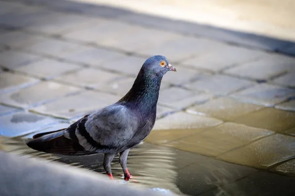 Nära håll hela kroppen av duvor fågel stående — Stockfoto