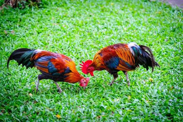 Two Bantam - small chicken breed Black Chickens walking and Bein