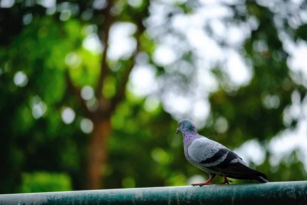 Hela kroppen av duvor fågel stående på grön natur bakgrund — Stockfoto