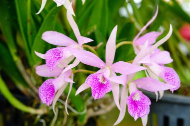 Güzel orkide çiçek ve yeşil yaprakları arka planda garde
