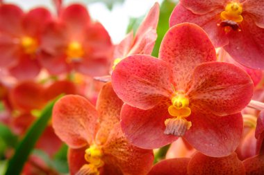 Güzel orkide çiçek ve yeşil yaprakları arka planda garde