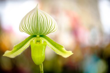 Güzel orkide çiçek ve yeşil yaprakları arka planda garde