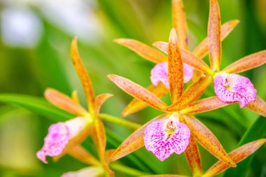 Güzel orkide çiçek ve yeşil yaprakları arka planda garde