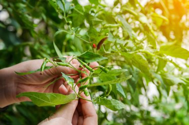 Chili Bahçe., çiftçinin el k toplama el yakın çekim