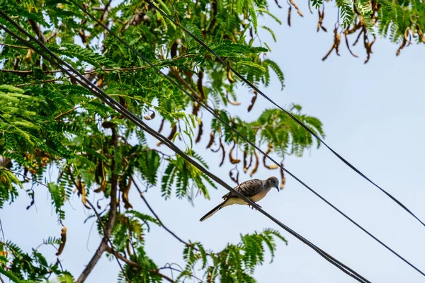 En fågel på kabel elektriska linje. fågel (duva) stående uppflugen på en — Stockfoto