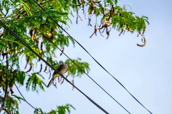 En fågel på kabel elektriska linje. fågel (duva) stående uppflugen på en — Stockfoto
