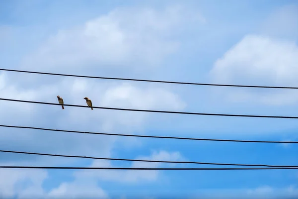 Kablo elektrik hattı iki kuş. kuş (güvercin tünemiş ayakta) — Stok fotoğraf