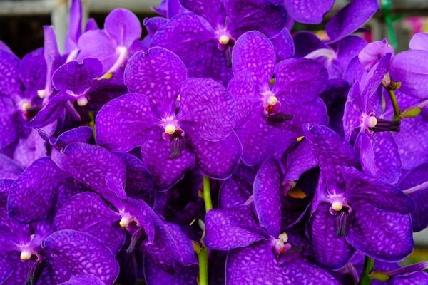 Bela flor de orquídea e folhas verdes fundo na garde — Fotografia de Stock