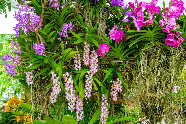 Schöne Orchideenblüte und grüne Blätter Hintergrund in der Garde — Stockfoto