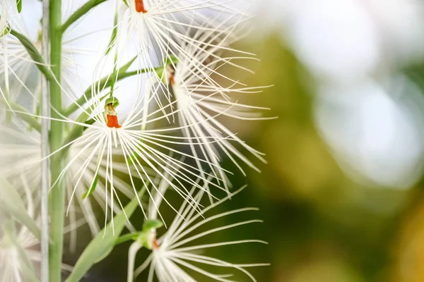 美しい蘭の花と庭の緑の葉の背景 — ストック写真