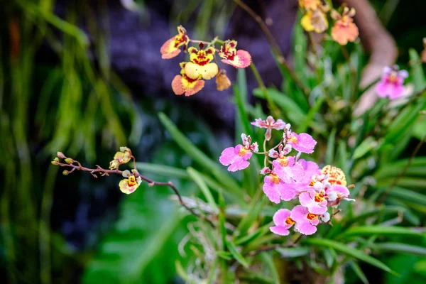 Красива орхідея квітка і зелене листя фон в гардеробі — стокове фото