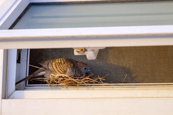 Güvercin bebek kuş besleniyor. Pencerenin dışında — Stok fotoğraf