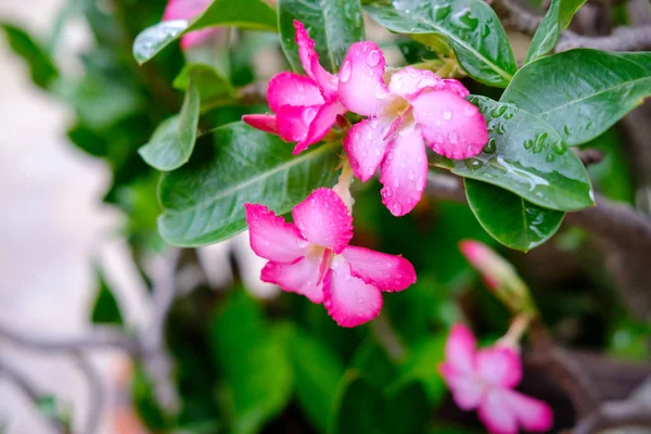 Краплі дощу на Azalea квіти, Impala лілії або Desert Rose або макет — стокове фото