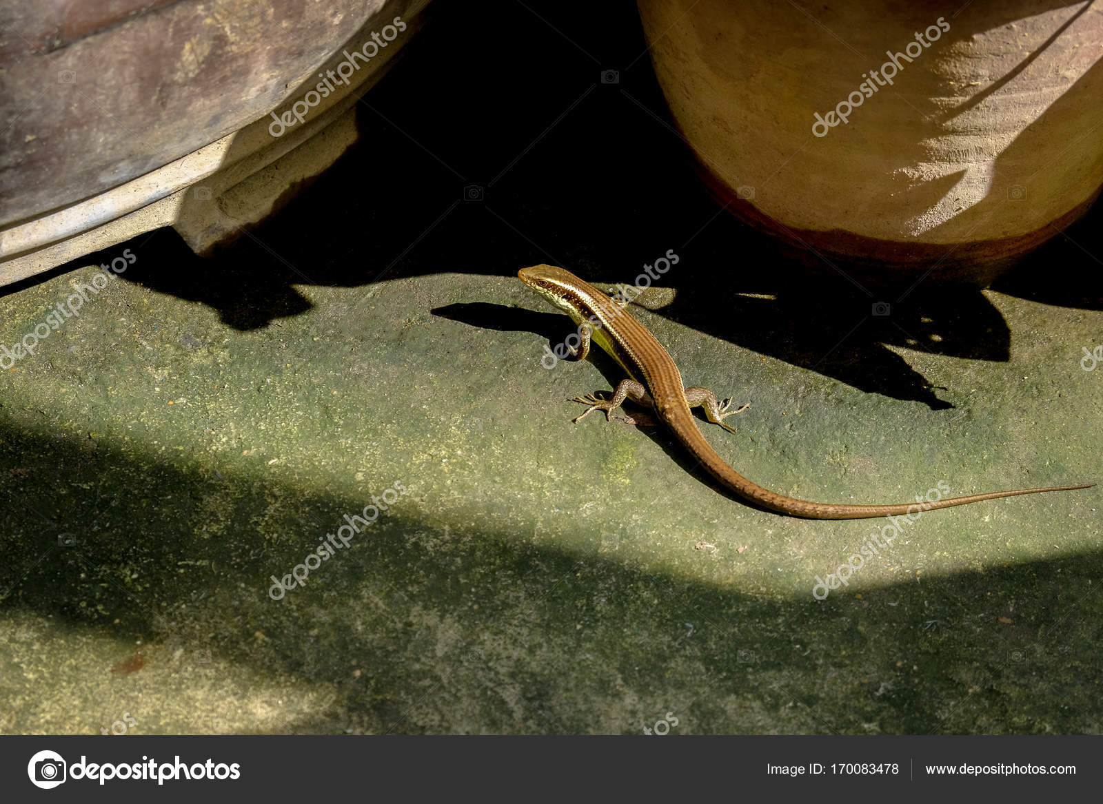 Common Garden Skink On Concrete Ledge In Garden Skink Looking F