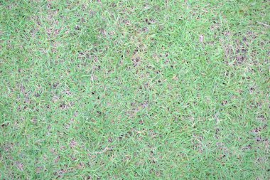 Üstten görünüm mükemmel yeşil bir arka plan taze ot tarafından