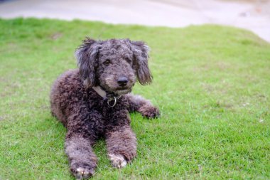 Küçük siyah kaniş köpek yeşil çimen, Tayland