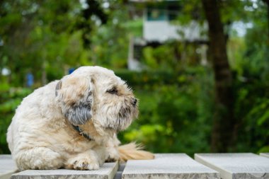Bahçe b tezgah ahşap zemin üzerinde oturan genç beyaz şirin köpek yavrusu