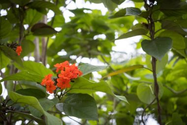 Cordia turuncu yaprak yeşil çiçek