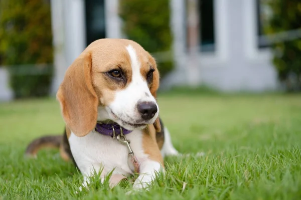 Szczeniak Beagle siedzi na zielonej trawie, Tajlandia — Zdjęcie stockowe