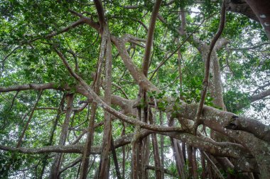 büyük Hint inciri ağacı ormanda, Tayland