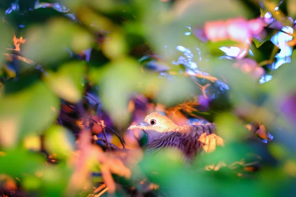 Närbild vackra ögon fågel med blommor, djur fotografi av en — Stockfoto