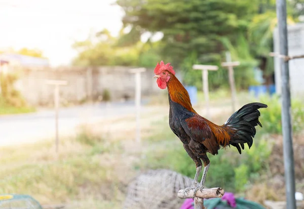 Pollo gallo, Il concetto di allevamento biologico degli animali, thai f — Foto Stock