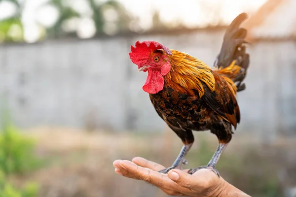 Thailandese uomo holding e formazione un pollo gallo in suo mani su — Foto Stock