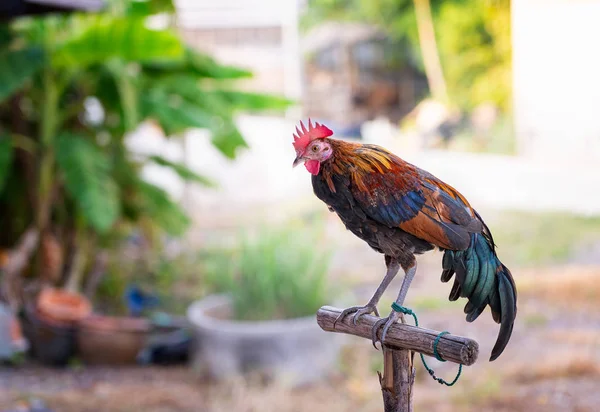 Chicken rooster, The concept of organic animal husbandry, thai f — Stock Photo, Image