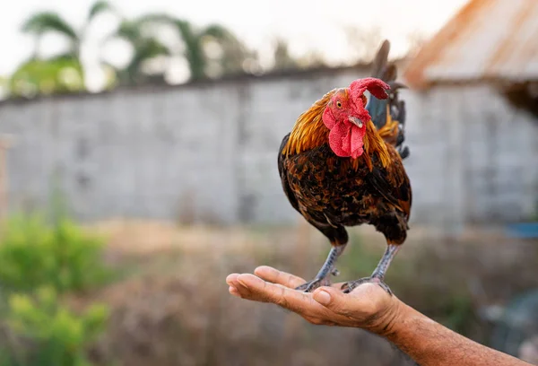 Тайський чоловік тримає і тренує півня курчат у своїх руках — стокове фото