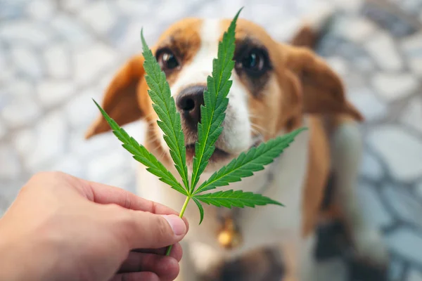 Av köpekleri burnunda kenevir yapraklarıyla yukarı bakıyor, doktor.