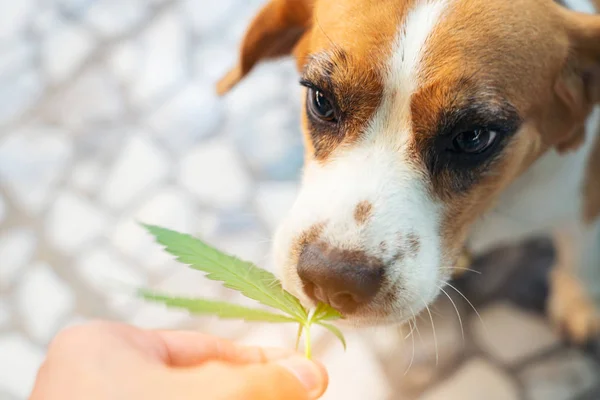 Av köpekleri burnunda kenevir yapraklarıyla yukarı bakıyor, doktor.