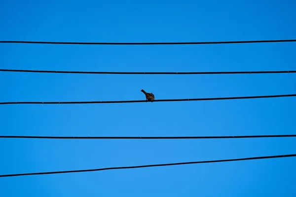 Elektrik Kablosundaki Tek Bir Kuşun Seçici Odak Noktası Olan Yalnız — Stok fotoğraf
