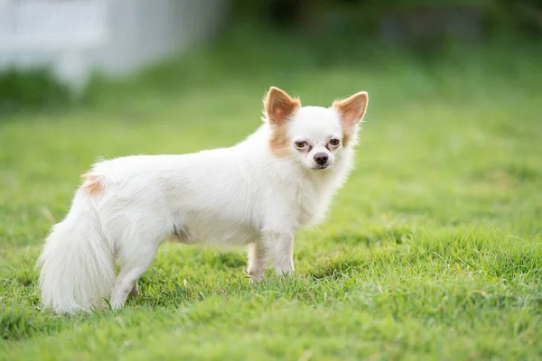 Hihuahua Hond Gelukkig Genieten Groen Gras Veld Buiten — Stockfoto