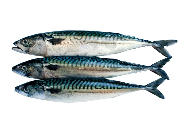 Mackerel isolated on white — Stock Photo, Image