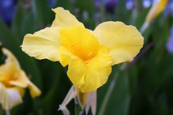 Fiore giallo Narciso — Foto Stock